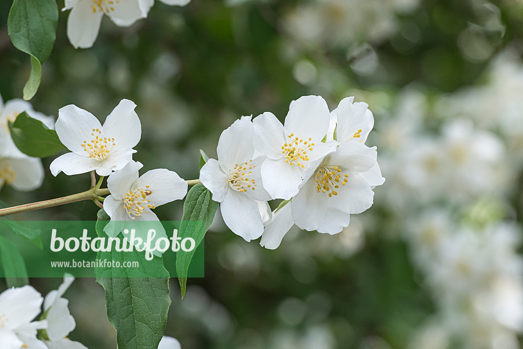 664299 - Amerikanischer Pfeifenstrauch (Philadelphus lewisii 'Blizzard')