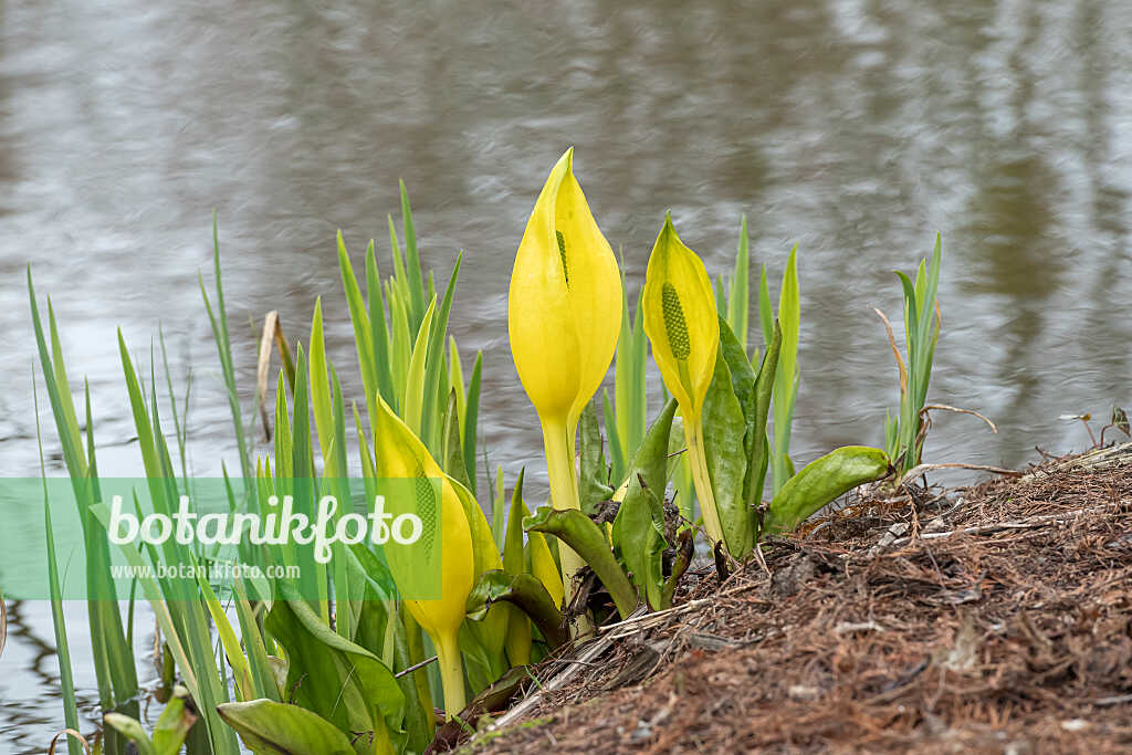 675178 - Amerikanischer Riesenaronstab (Lysichiton americanus)