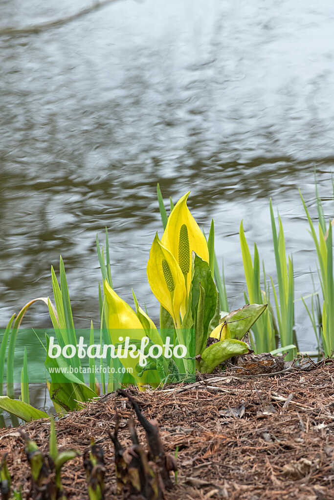 675179 - Amerikanischer Riesenaronstab (Lysichiton americanus)