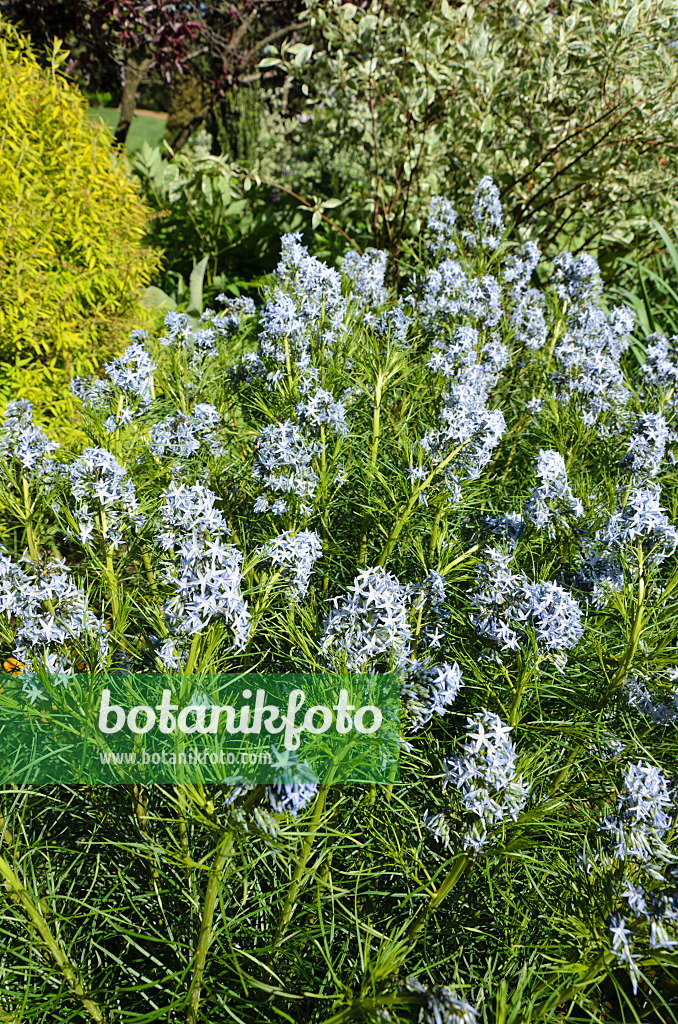 508194 - Amsonie (Amsonia hubrichtii)