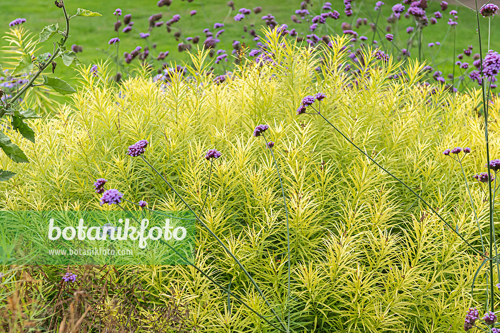 651054 - Amsonie (Amsonia hubrichtii)