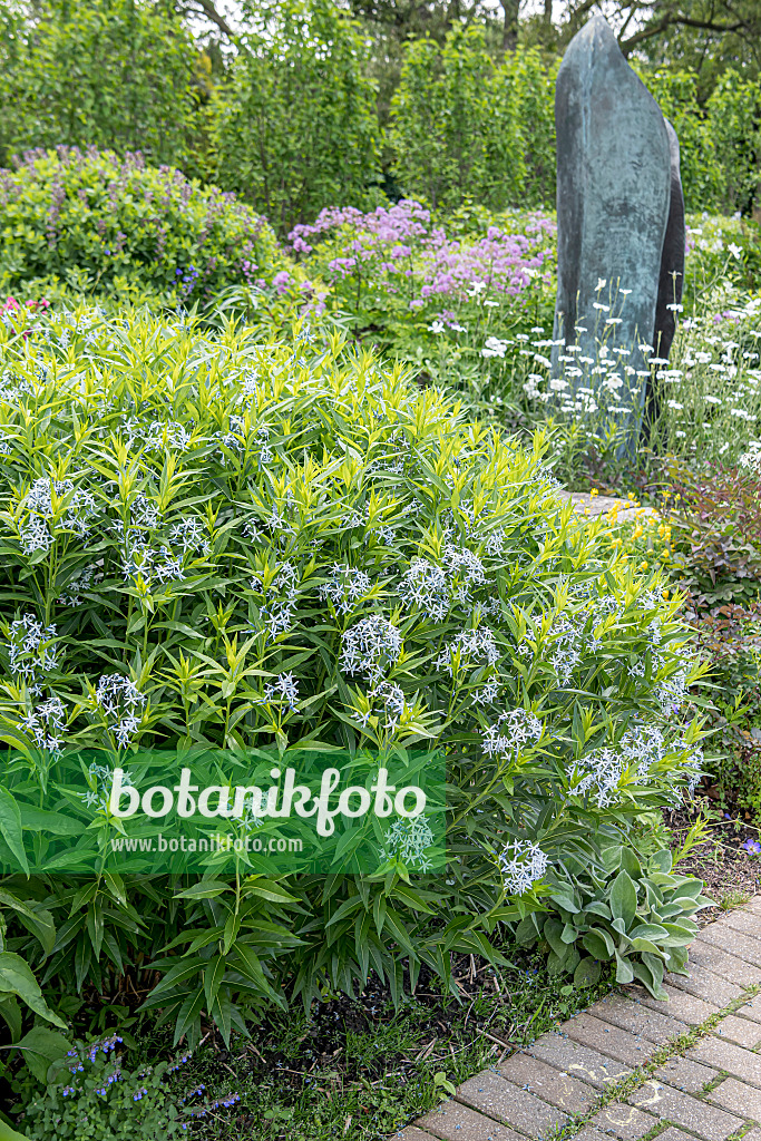 651055 - Amsonie bleue (Amsonia tabernaemontana)