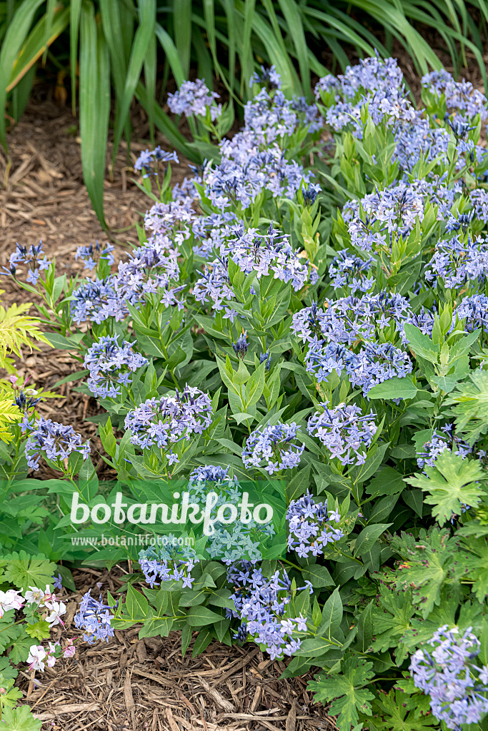 651049 - Amsonie bleue (Amsonia tabernaemontana 'Blue Ice')