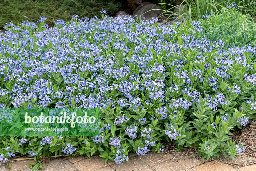 651050 - Amsonie bleue (Amsonia tabernaemontana 'Blue Ice')