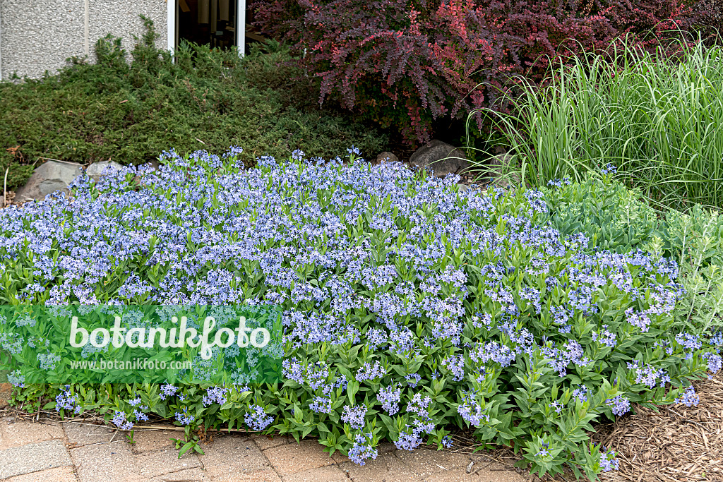 651051 - Amsonie bleue (Amsonia tabernaemontana 'Blue Ice')