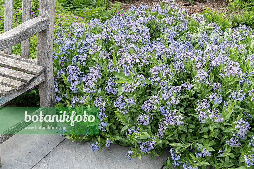 651052 - Amsonie bleue (Amsonia tabernaemontana 'Blue Ice')
