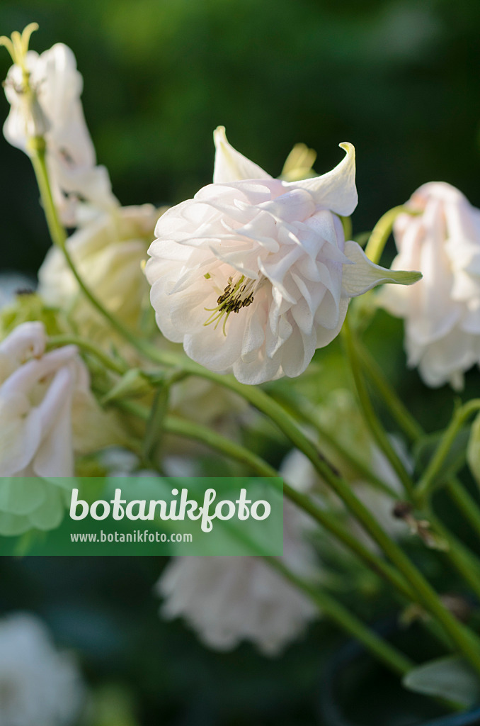 496276 - Ancolie (Aquilegia)