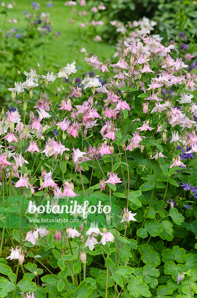533491 - Ancolie (Aquilegia)