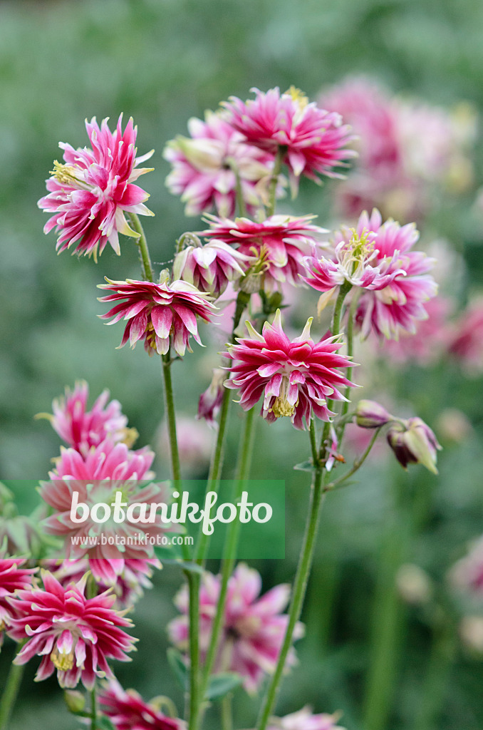 545016 - Ancolie commune (Aquilegia vulgaris 'Nora Barlow')