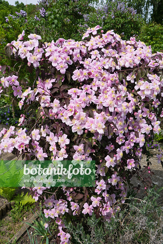 544093 - Anemone clematis (Clematis montana)