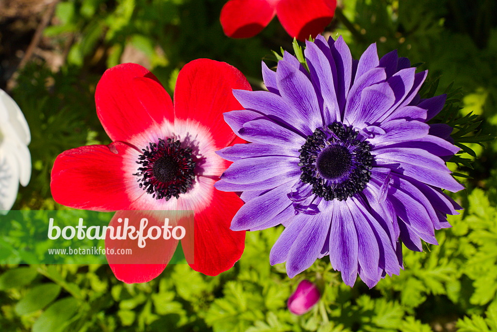 672028 - Anémone coronaire (Anemone coronaria)