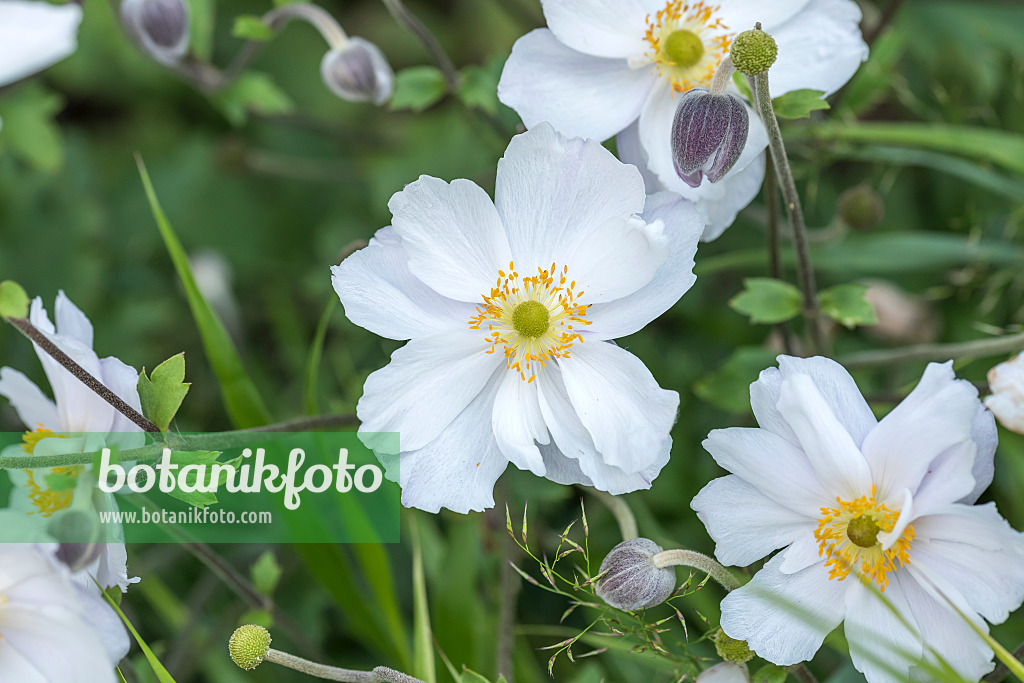638031 - Anémone d'automne (Anemone x hybrida 'Dreaming Swan')