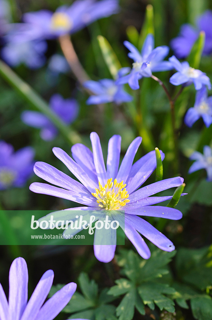 471073 - Anémone de mars des Balkans (Anemone blanda) et scille à deux feuilles (Scilla bifolia)