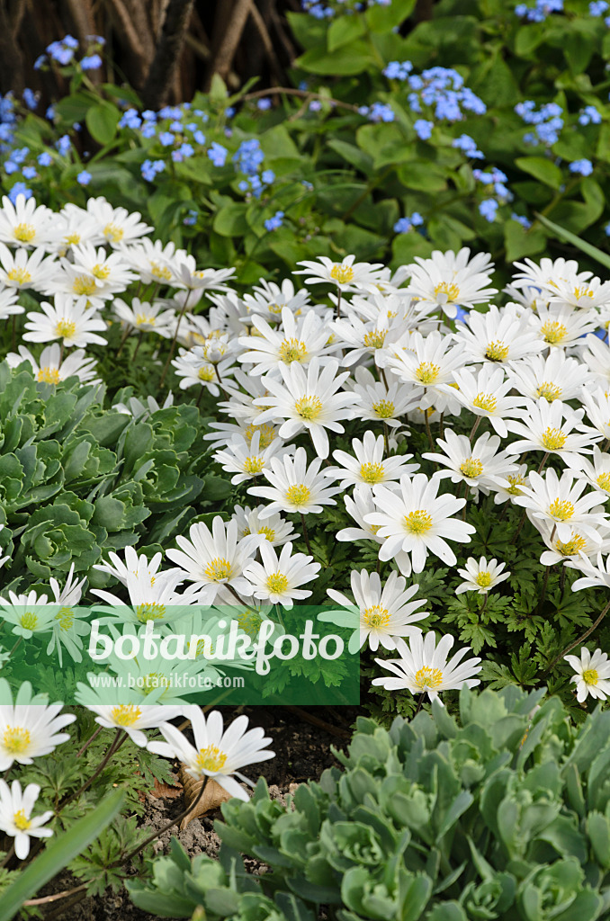 495088 - Anémone de mars des Balkans (Anemone blanda 'White Splendour')