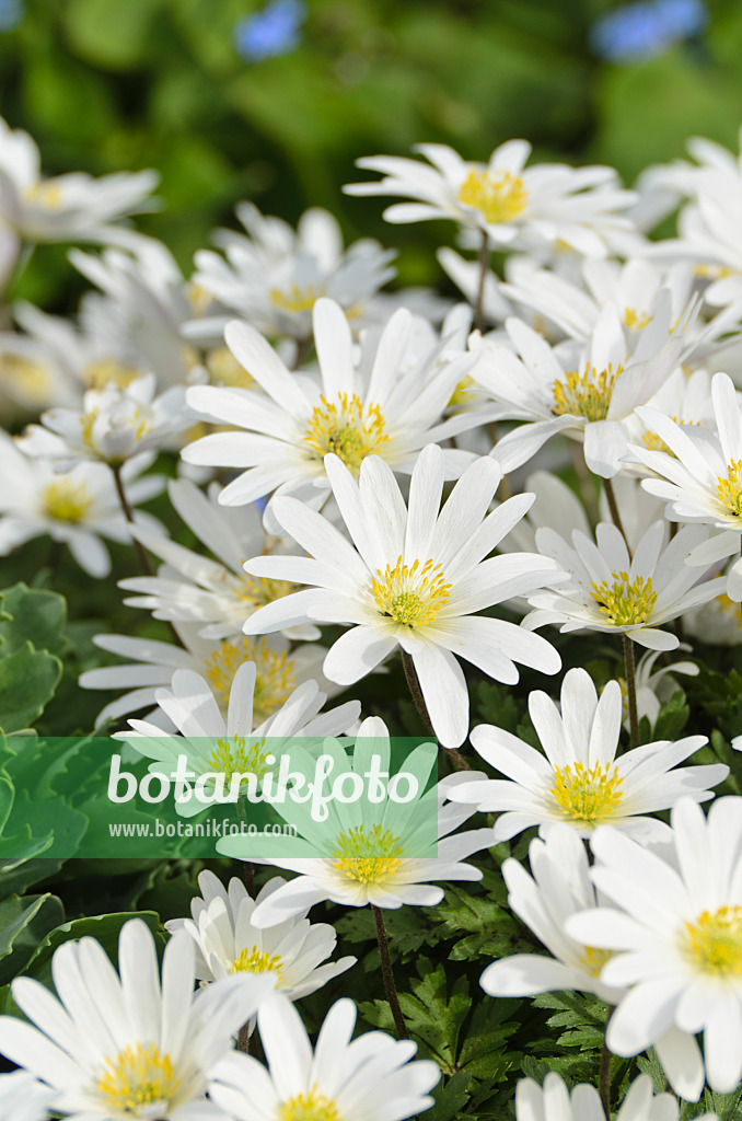 495091 - Anémone de mars des Balkans (Anemone blanda 'White Splendour')