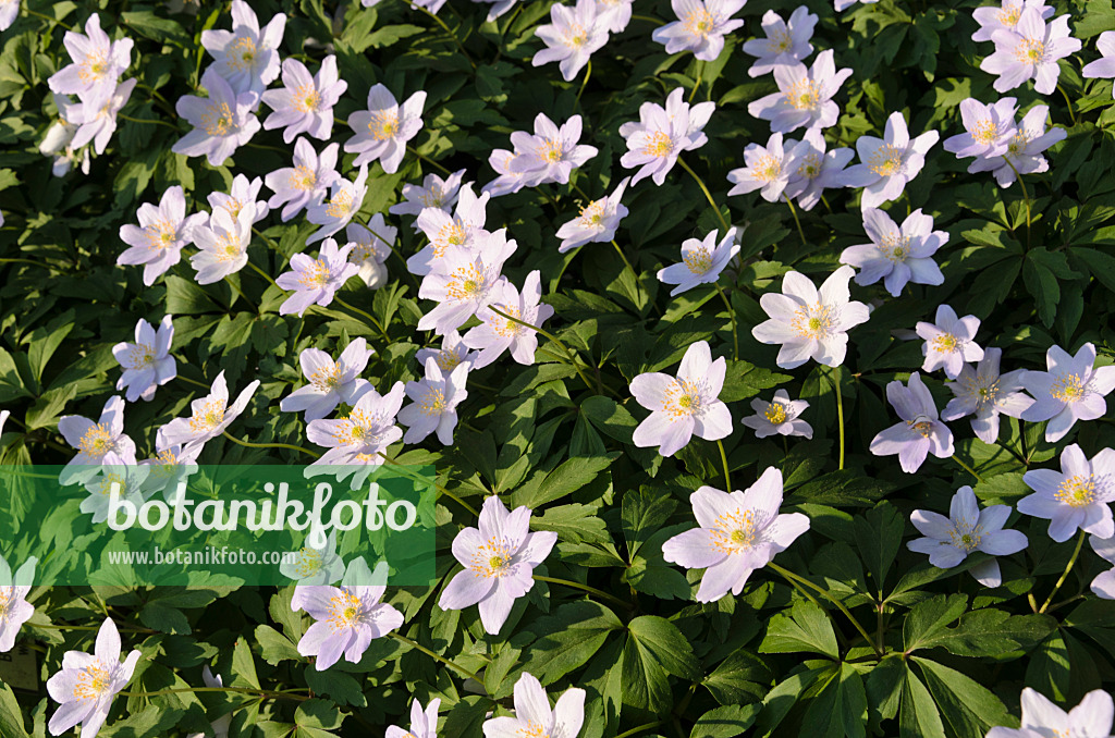 495245 - Anémone des bois (Anemone nemorosa 'Andersoniana')