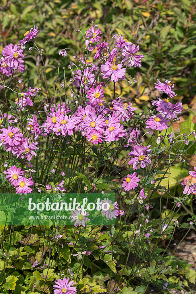 675009 - Anémone du Japon (Anemone hupehensis var. japonica 'Bressingham Glow')