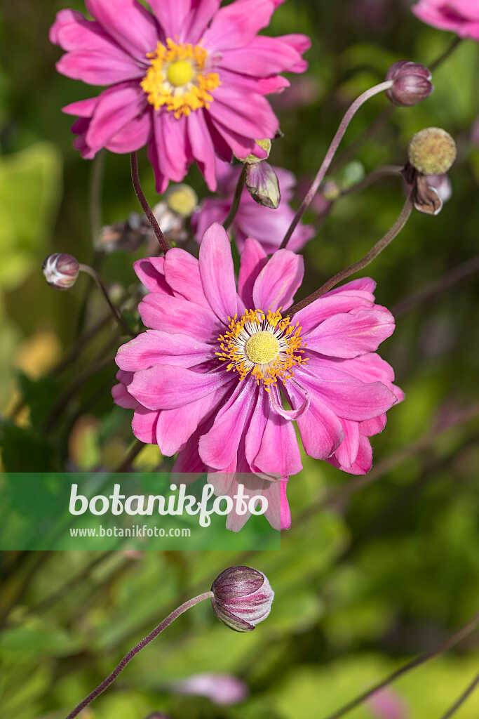 675011 - Anémone du Japon (Anemone hupehensis var. japonica 'Bressingham Glow')