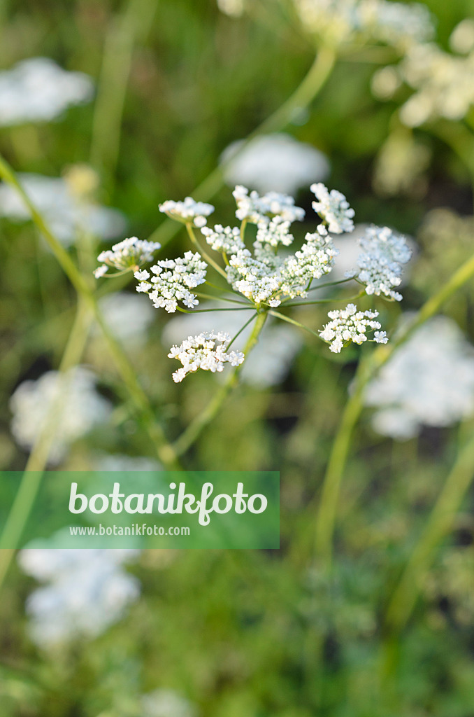 509009 - Anis vert (Pimpinella anisum)