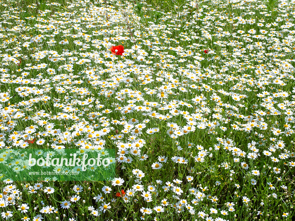 485155 - Anthémis des champs (Anthemis arvensis) et coquelicot (Papaver rhoeas)