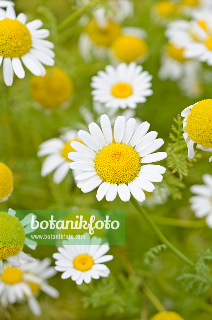 521471 - Anthémis élévé (Anthemis altissima syn. Cota altissima)