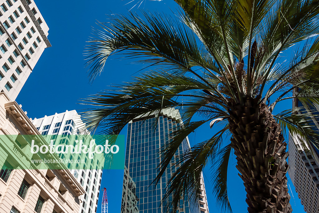 455031 - Anzac Square, Brisbane, Australie