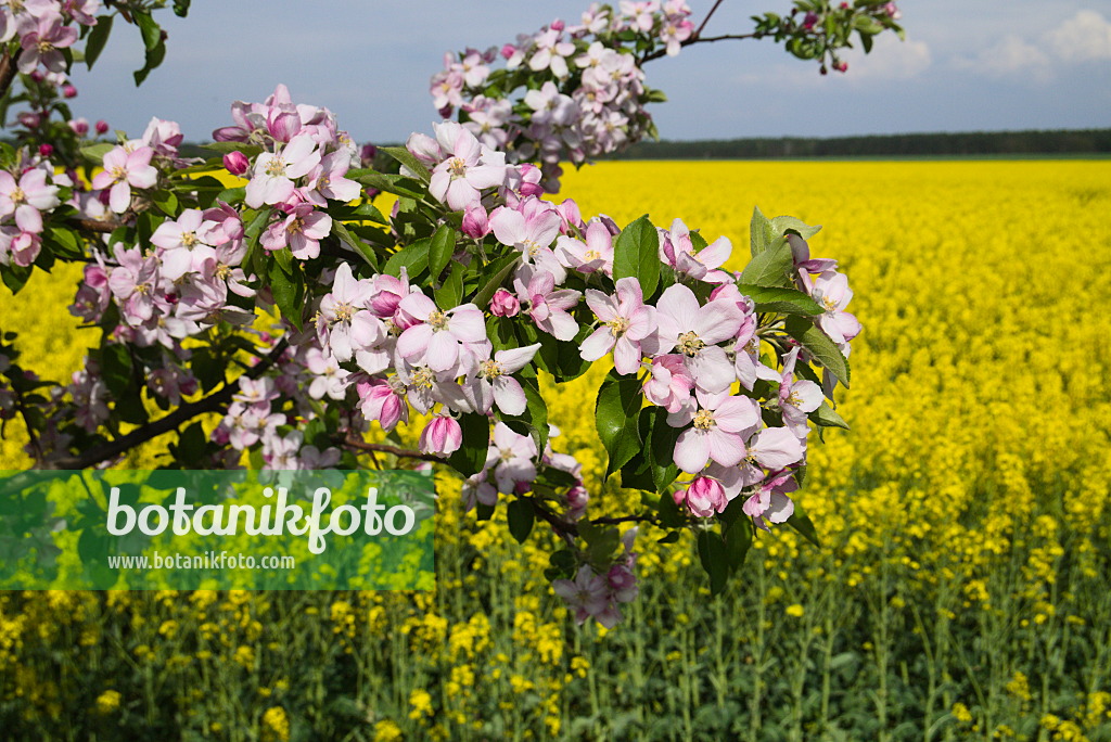 672034 - Apple (Malus) and rape (Brassica napus subsp. oleifera)