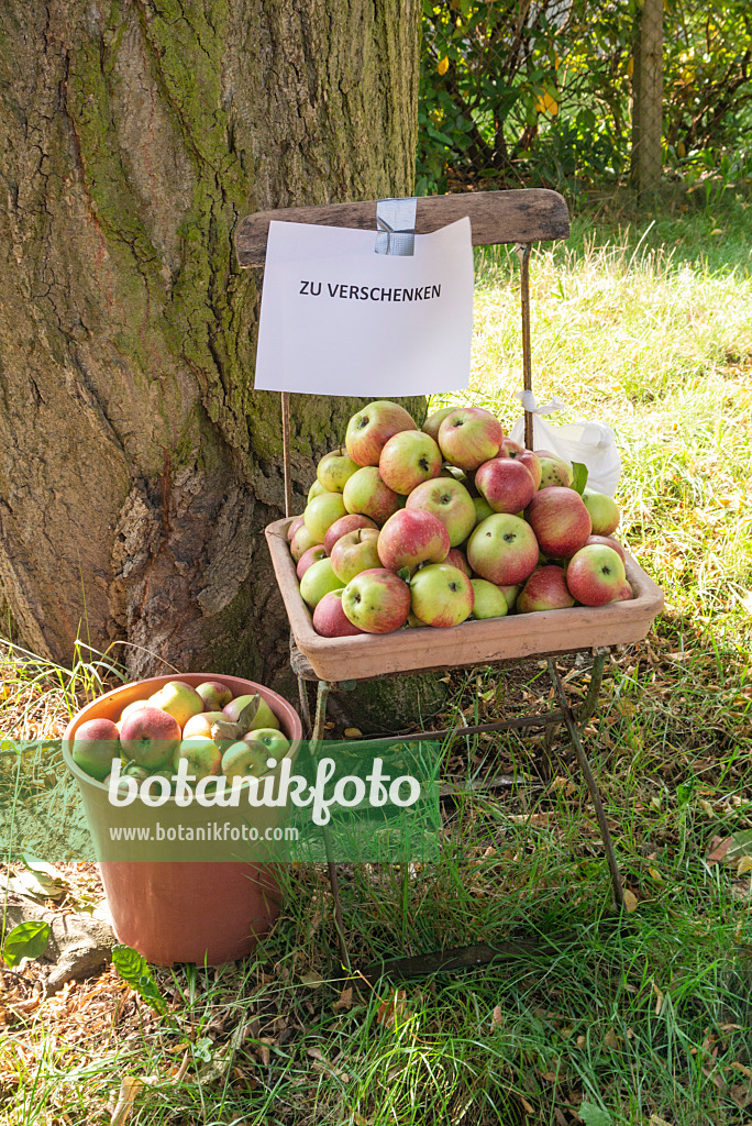 625086 - Apples (Malus) for free