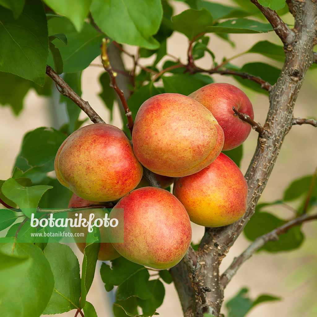 664331 - Apricot (Prunus armeniaca 'Clarina')