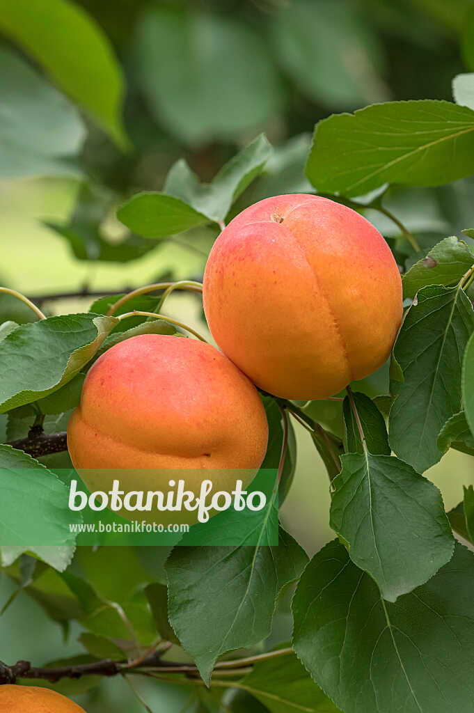 675297 - Apricot (Prunus armeniaca 'Kioto')