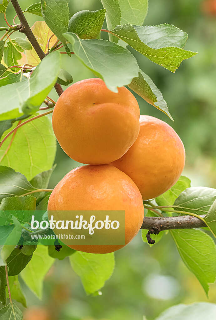 675298 - Aprikose (Prunus armeniaca 'Mino')