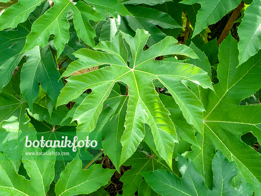 450032 - Aralie à papier de Chine (Tetrapanax papyrifer)
