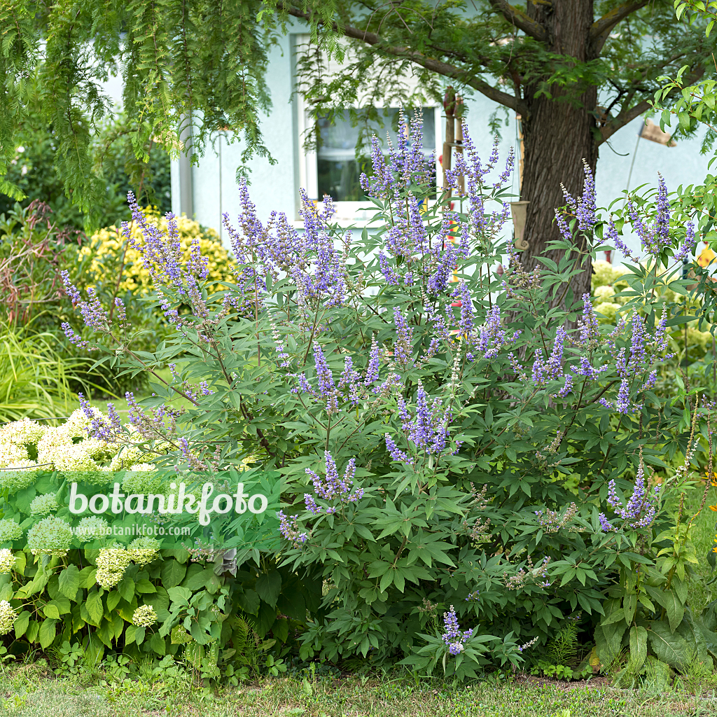 664473 - Arbre au poivre (Vitex agnus-castus 'Latifolia')