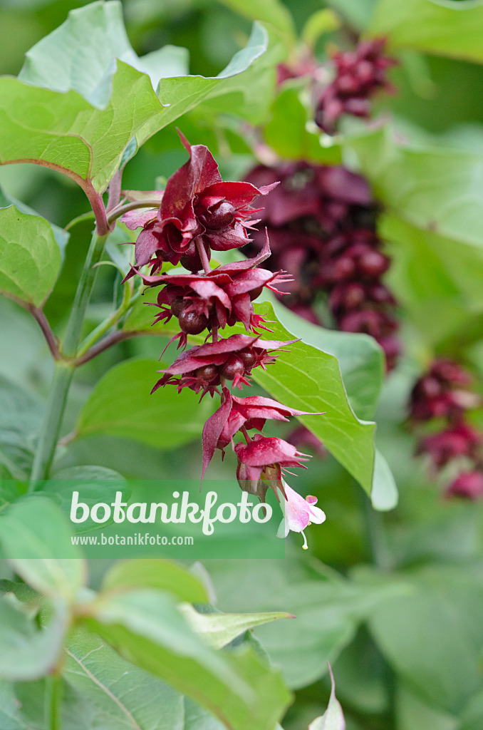 525332 - Arbre aux faisans (Leycesteria formosa)