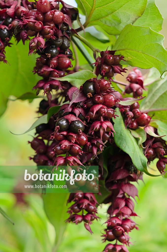 525334 - Arbre aux faisans (Leycesteria formosa)