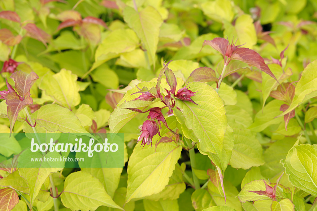 535289 - Arbre aux faisans (Leycesteria formosa 'Golden Lanterns')