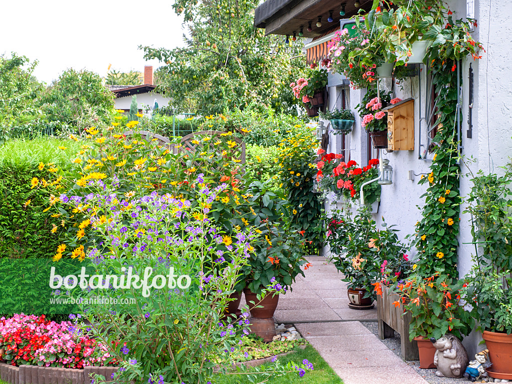 476174 - Arbre aux gentianes (Lycianthes rantonnetii syn. Solanum rantonnetii), héliopside (Heliopsis helianthoides), bégonia (Begonia) et suzanne aux yeux noirs (Thunbergia alata) dans un jardin familial