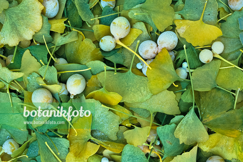 384050 - Arbre aux quarante écus (Ginkgo biloba)