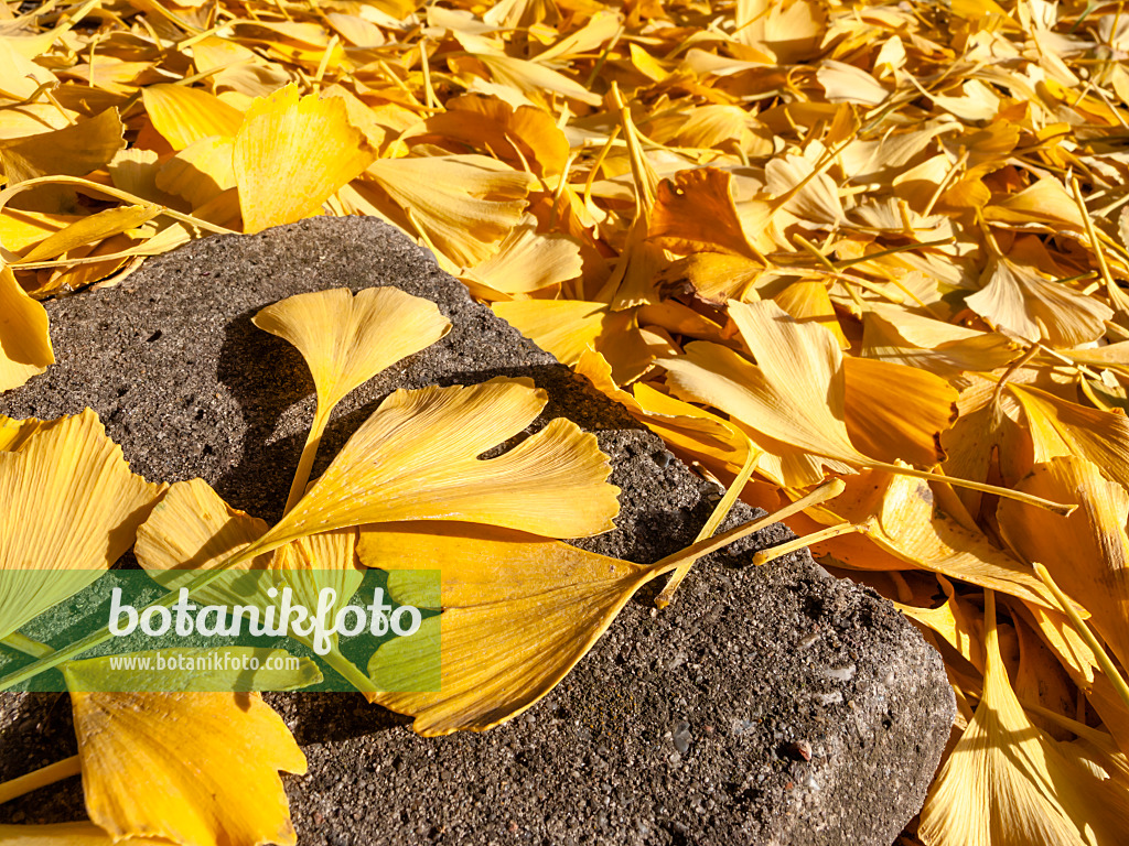 431078 - Arbre aux quarante écus (Ginkgo biloba)