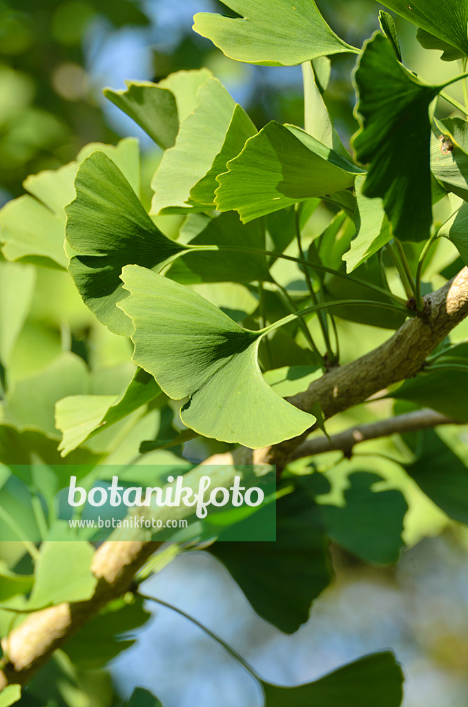 500002 - Arbre aux quarante écus (Ginkgo biloba)
