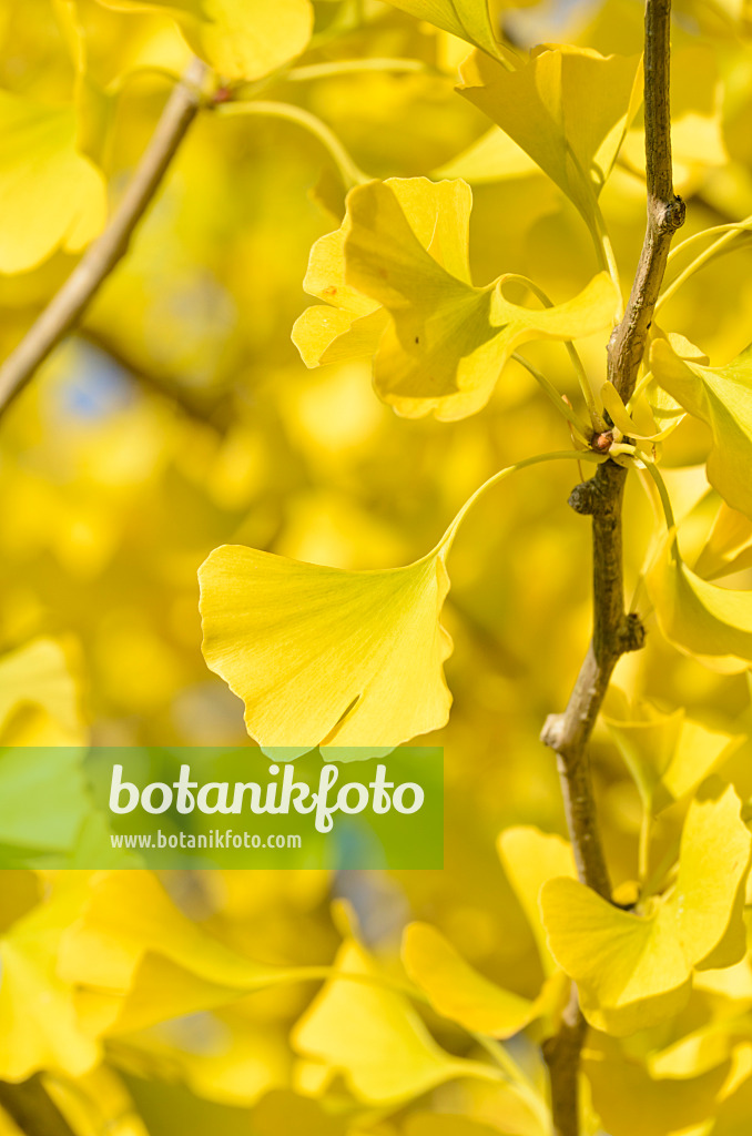 501102 - Arbre aux quarante écus (Ginkgo biloba)