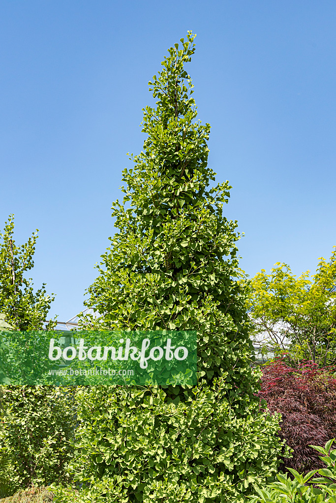 651310 - Arbre aux quarante écus (Ginkgo biloba 'Fastigiata Blagon')