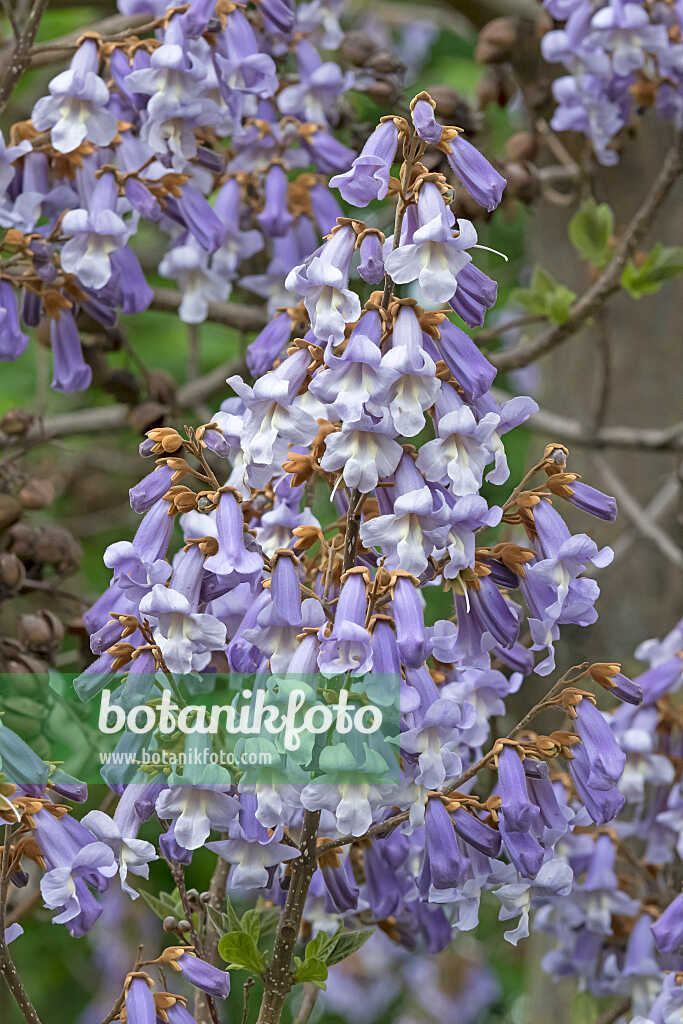 675269 - Arbre d'Anna Paulowna (Paulownia tomentosa)