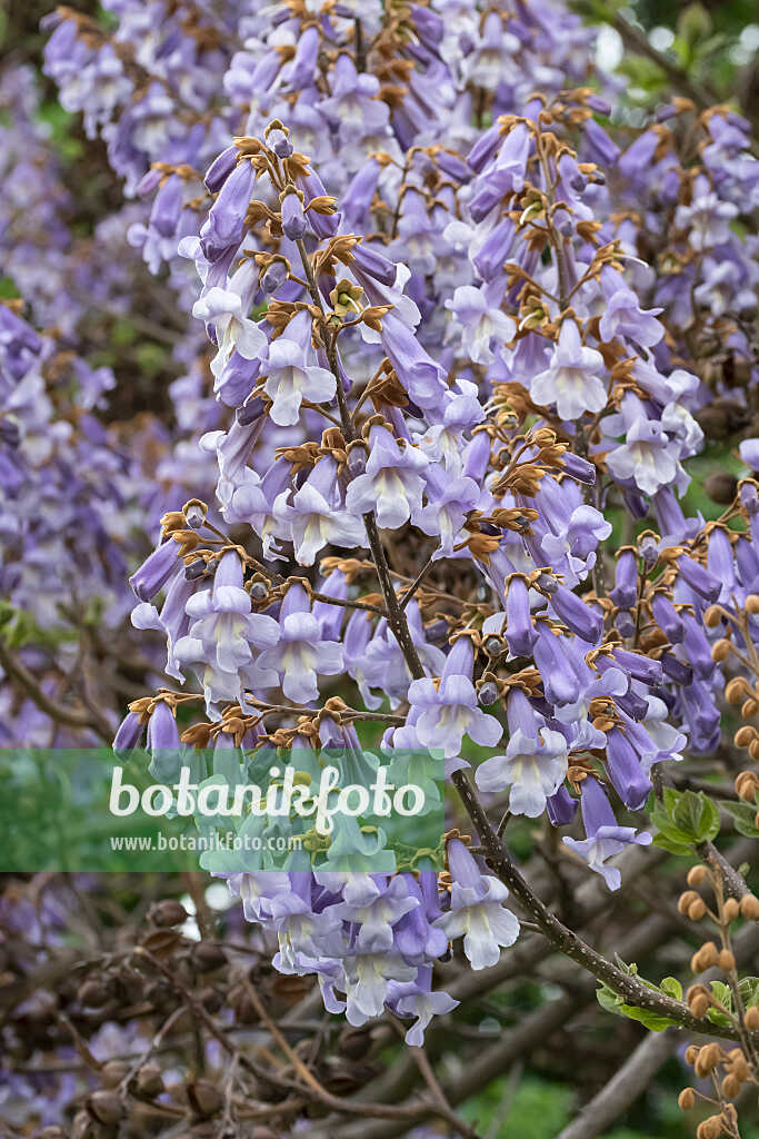 675270 - Arbre d'Anna Paulowna (Paulownia tomentosa)