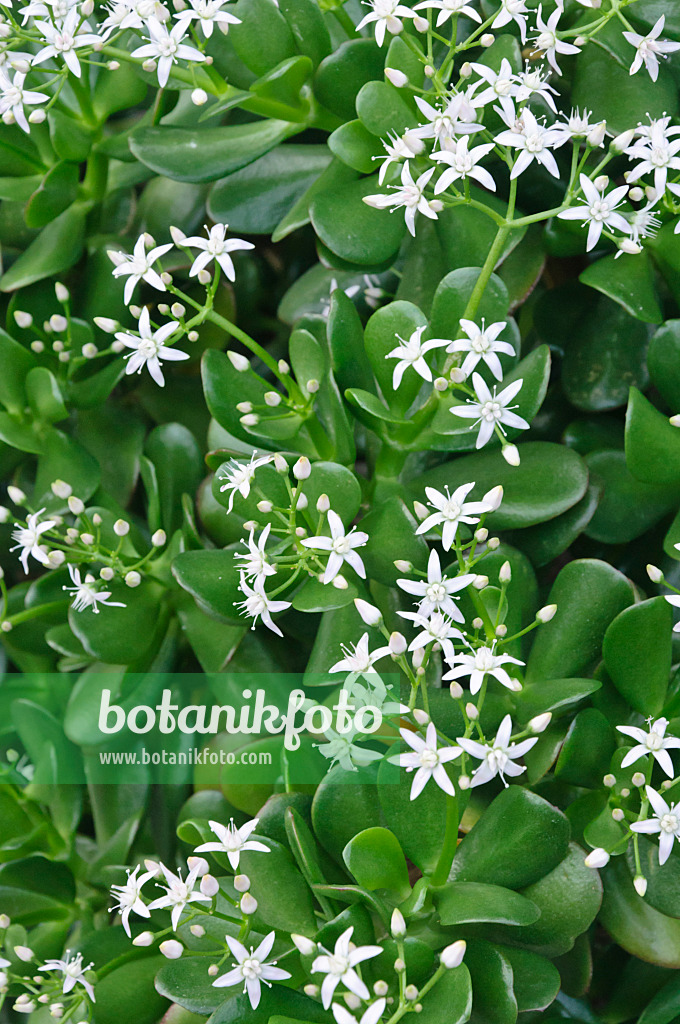 467049 - Arbre de jade (Crassula ovata)