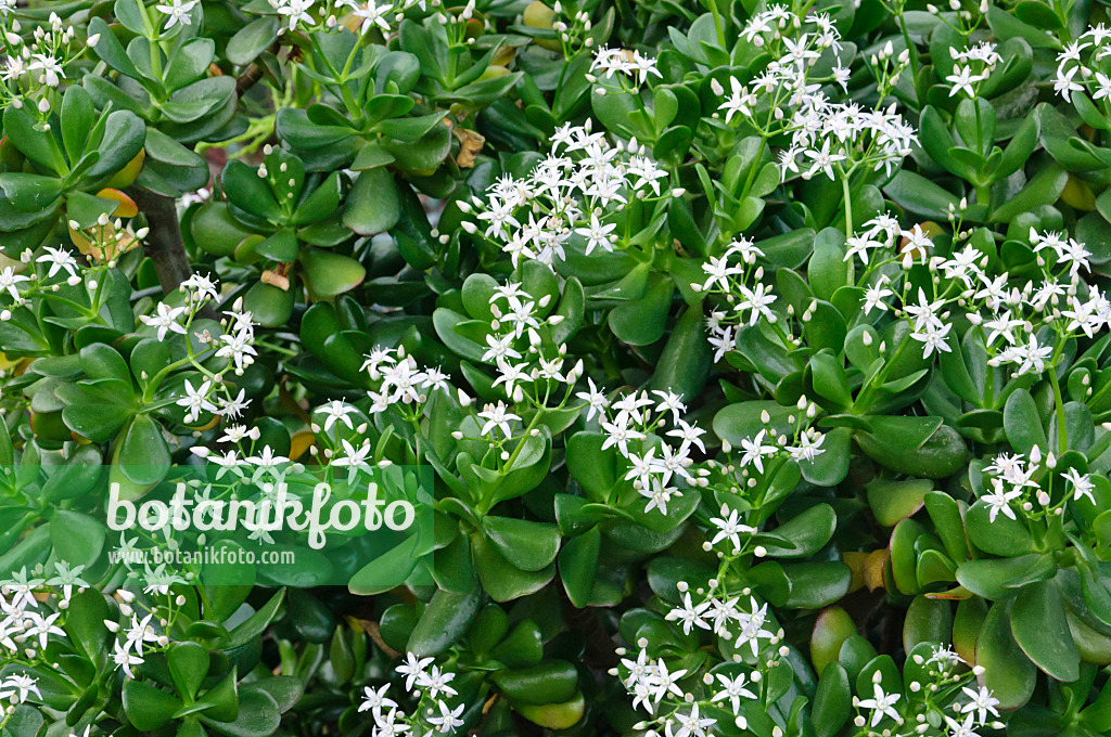 467050 - Arbre de jade (Crassula ovata)