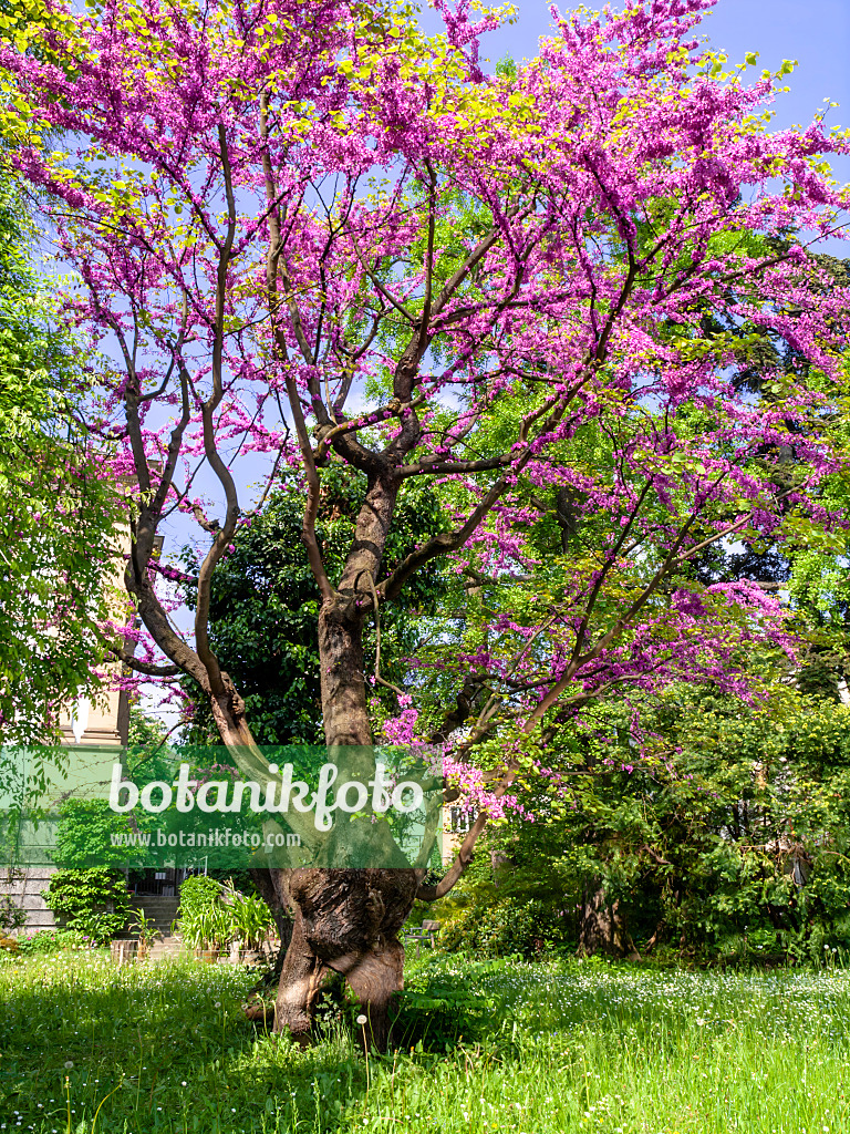 437228 - Arbre de Judée (Cercis siliquastrum)
