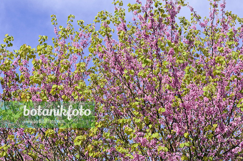 508088 - Arbre de Judée (Cercis siliquastrum)