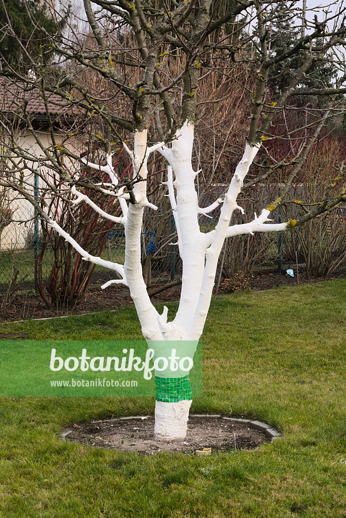 672016 - Arbre fruitier peint en blanc