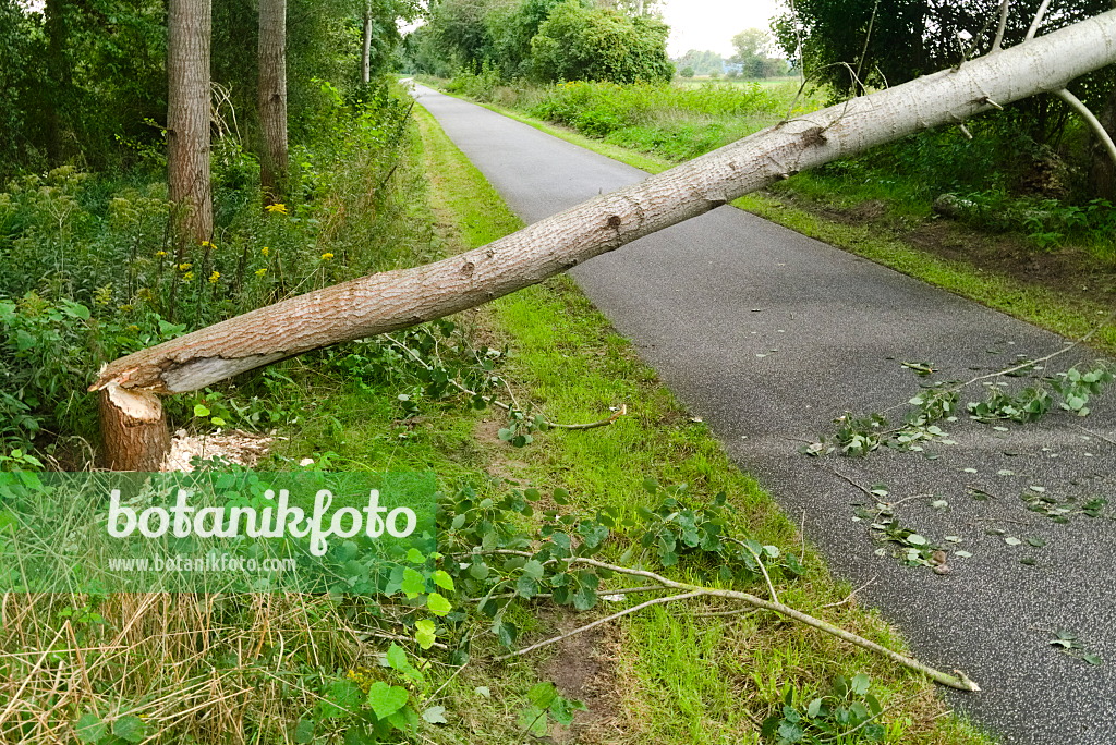 670035 - Arbre rongé par les castors